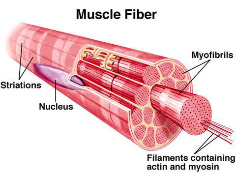 Click image for larger version

Name:	muscle-fiber.jpeg
Views:	2
Size:	39.2 KB
ID:	16226963
