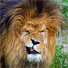 Brad_HD