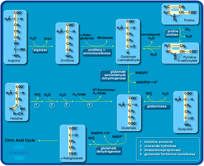Click image for larger version

Name:	Arginine-front.gif
Views:	2
Size:	61.1 KB
ID:	16226987