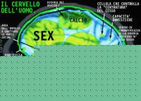 Click image for larger version

Name:	cerv maschio.jpg
Views:	221
Size:	47.7 KB
ID:	15834866