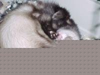 Click image for larger version

Name:	mvc-060s.jpg
Views:	57
Size:	33.0 KB
ID:	15835267