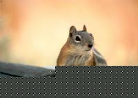 Click image for larger version

Name:	scoiattolo.jpg
Views:	424
Size:	27.3 KB
ID:	15836526