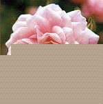 Click image for larger version

Name:	rose060401.jpg
Views:	2125
Size:	10.2 KB
ID:	15837817