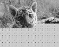 Click image for larger version

Name:	tigrotto.jpg
Views:	211
Size:	204.6 KB
ID:	15837824