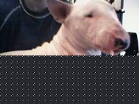 Click image for larger version

Name:	-amon2.jpg
Views:	168
Size:	7.3 KB
ID:	15838148