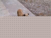 Click image for larger version

Name:	vecchia simbaweb.jpg
Views:	185
Size:	102.9 KB
ID:	15838274