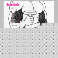 Click image for larger version

Name:	brachio2.jpg
Views:	173
Size:	25.6 KB
ID:	15838403