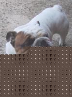 Click image for larger version

Name:	patr2.jpg
Views:	148
Size:	81.3 KB
ID:	15839891