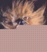 Click image for larger version

Name:	lupo!.jpg
Views:	97
Size:	46.0 KB
ID:	15840296