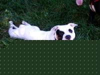 Click image for larger version

Name:	HPIM1106 (400 x 300).jpg
Views:	54
Size:	52.2 KB
ID:	15840309