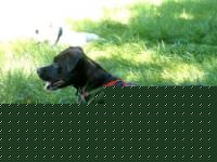 Click image for larger version

Name:	HPIM1116 (264 x 198).jpg
Views:	56
Size:	22.2 KB
ID:	15840310