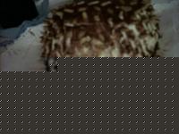Click image for larger version

Name:	Img32.jpg
Views:	190
Size:	64.8 KB
ID:	15840367