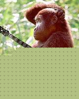 Click image for larger version

Name:	gorilla.jpg
Views:	73
Size:	30.1 KB
ID:	15841958