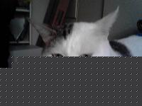 Click image for larger version

Name:	squallarrabbiato.JPG
Views:	184
Size:	25.0 KB
ID:	15842238