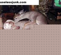 Click image for larger version

Name:	bamby.jpg
Views:	91
Size:	48.0 KB
ID:	15842241