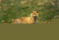 Click image for larger version

Name:	volpe.jpg
Views:	107
Size:	19.3 KB
ID:	15842323