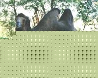 Click image for larger version

Name:	cammello.jpg
Views:	112
Size:	61.3 KB
ID:	15842324