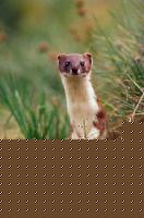Click image for larger version

Name:	DONNOLA.jpg
Views:	68
Size:	39.3 KB
ID:	15842338