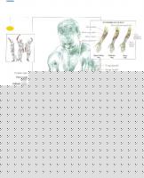 Click image for larger version

Name:	Armen%2011%20Wrist%20Curl.jpg
Views:	104
Size:	109.8 KB
ID:	15842355