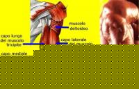 Click image for larger version

Name:	im_tricip.jpg
Views:	92
Size:	22.9 KB
ID:	15842837