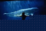 Click image for larger version

Name:	balena.jpg
Views:	55
Size:	4.6 KB
ID:	15842886