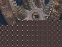 Click image for larger version

Name:	piovra.jpg
Views:	209
Size:	65.3 KB
ID:	15843000