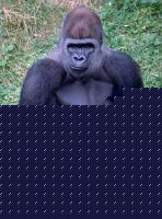 Click image for larger version

Name:	%B0%ED%B8%B1%B6%F301gorilla.jpg
Views:	93
Size:	98.1 KB
ID:	15843090