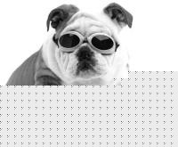 Click image for larger version

Name:	Doggles Bull Dog.jpg
Views:	662
Size:	12.3 KB
ID:	15843685