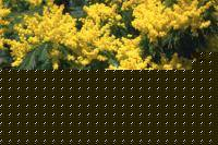 Click image for larger version

Name:	mimosa.jpg
Views:	131
Size:	94.9 KB
ID:	15844026