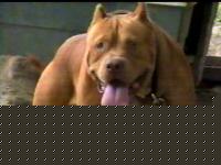 Click image for larger version

Name:	pit.jpg
Views:	147
Size:	11.3 KB
ID:	15844301