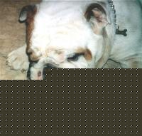 Click image for larger version

Name:	bull.jpg
Views:	221
Size:	68.7 KB
ID:	15844320