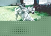 Click image for larger version

Name:	patrizio-wanda2.jpg
Views:	96
Size:	105.6 KB
ID:	15844371