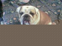 Click image for larger version

Name:	Foto(163).jpg
Views:	139
Size:	46.4 KB
ID:	15844407