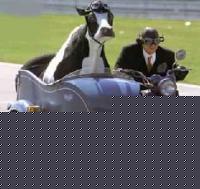 Click image for larger version

Name:	laubenstein-cow.jpg
Views:	58
Size:	23.1 KB
ID:	15846166