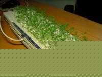 Click image for larger version

Name:	tast_erba.jpg
Views:	82
Size:	68.4 KB
ID:	15846402