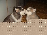 Click image for larger version

Name:	Foto9.jpg
Views:	69
Size:	42.9 KB
ID:	15847475