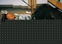 Click image for larger version

Name:	V° class. cat. oltre 95 Kg  3.jpg
Views:	186
Size:	71.8 KB
ID:	15850860