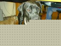 Click image for larger version

Name:	fridella3.jpg
Views:	124
Size:	52.5 KB
ID:	15853025