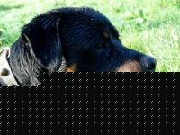 Click image for larger version

Name:	DSCN1127web.jpg
Views:	120
Size:	76.2 KB
ID:	15853029