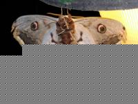 Click image for larger version

Name:	DSCN0171 Visualizzazione Web - Media.jpg
Views:	116
Size:	40.3 KB
ID:	15854519
