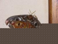 Click image for larger version

Name:	DSCN0140 Visualizzazione Web - Media.jpg
Views:	126
Size:	43.3 KB
ID:	15854520