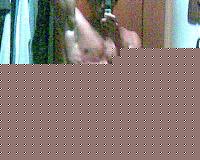 Click image for larger version

Name:	Immag002.jpg
Views:	161
Size:	93.2 KB
ID:	15855688