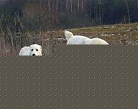Click image for larger version

Name:	20069218594_ovcharka3.jpg
Views:	111
Size:	45.4 KB
ID:	15856369