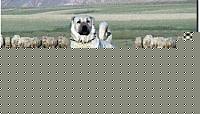 Click image for larger version

Name:	kangal.jpg
Views:	390
Size:	25.3 KB
ID:	15856441