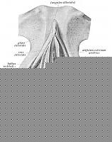 Click image for larger version

Name:	0004_clitoris_vagina2.jpg
Views:	150
Size:	40.8 KB
ID:	15858527