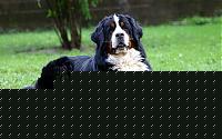 Click image for larger version

Name:	berta2g.jpg
Views:	70
Size:	36.4 KB
ID:	15858648