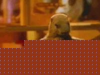 Click image for larger version

Name:	marmotte.jpg
Views:	100
Size:	16.2 KB
ID:	15859359
