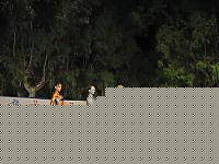 Click image for larger version

Name:	Cat.Miss A.jpg
Views:	228
Size:	114.8 KB
ID:	15859546