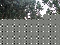 Click image for larger version

Name:	Cat.Atheltic Piccole Taglie I° D’Angelo Giovanni A.jpg
Views:	202
Size:	166.4 KB
ID:	15859632