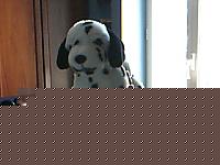 Click image for larger version

Name:	Immagine 3.jpg
Views:	233
Size:	33.5 KB
ID:	15860777